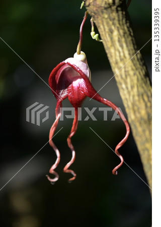 アリストロキア・トリカウダタ 135339395