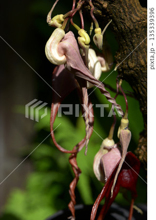 アリストロキア・トリカウダタ 135339396