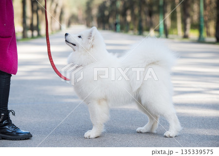 Samoyed white dog on a leash on park road Mezaparks, Latvia 135339575