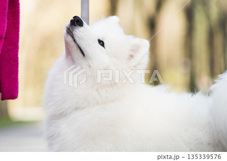 Samoyed white dog on a leash on park road Mezaparks, Latvia Samoyed white dog on a leash on park road Mezaparks, Latvia 135339576