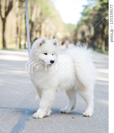 Samoyed white dog on a leash on park road Mezaparks, Latvia Samoyed white dog on a leash on park road Mezaparks, Latvia 135339577