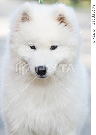 Samoyed white dog on a leash on park road 135339578