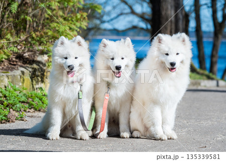 Funny three Young White Samoyed Dog in park, happiness and friendship Funny three Young White Samoyed Dog in park, happiness and friendship 135339581