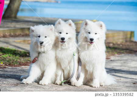 Funny three Young White Samoyed Dog in park, happiness and friendship 135339582