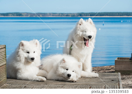 Funny three Young White Samoyed Dog on wooden bridge in park, happiness and friendship 135339583