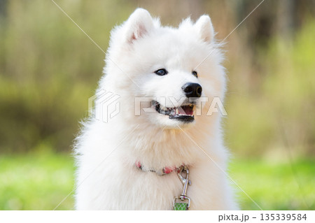 Samoyed white dog on a leash on park road Mezaparks, Latvia 135339584