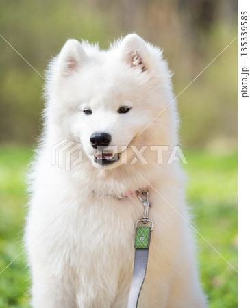 Samoyed white dog on a leash on park road Mezaparks, Latvia Samoyed white dog on a leash on park road Mezaparks, Latvia 135339585