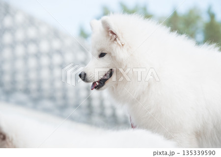 Samoyed puppy dog muzzle portrait 135339590