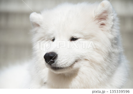 Samoyed puppy dog muzzle portrait 135339596
