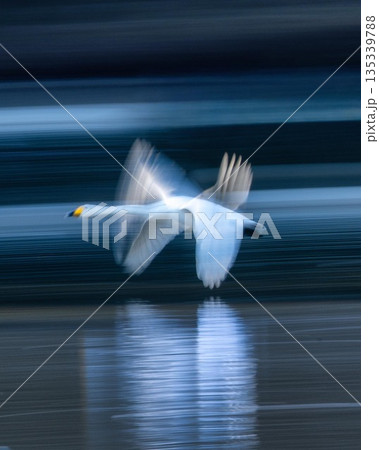 白鳥の群れが飛び立つ冬の朝 白鳥の群れが飛び立つ冬の朝 135339788