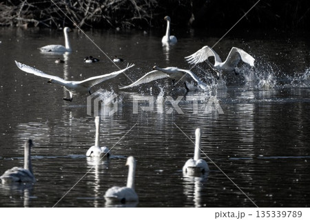 白鳥の群れが飛び立つ冬の朝 白鳥の群れが飛び立つ冬の朝 135339789