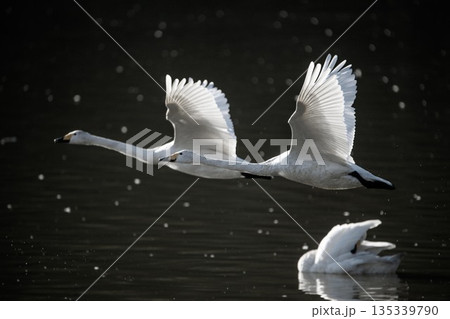 白鳥の群れが飛び立つ冬の朝 白鳥の群れが飛び立つ冬の朝 135339790