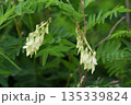 信州栂池自然園で見た淡黄緑色の花の総状花序が綺麗なイワオウギ 135339824