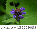 信州栂池自然園で見た青紫色の花の花序が綺麗なウツボグサ 135339893