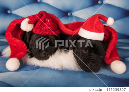 Black funny Staffordshire Bull Terrier dogs puppies in a red Santa hat 135339897