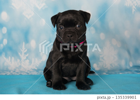 American Staffordshire Bull Terrier dog puppy on blue background 135339901