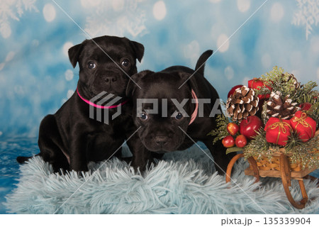 American Staffordshire Bull Terrier dogs puppies on blue background American Staffordshire Bull Terrier dogs puppies on blue background 135339904
