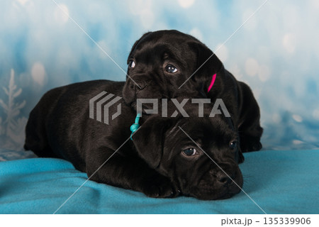 American Staffordshire Bull Terrier dogs puppies on blue background 135339906