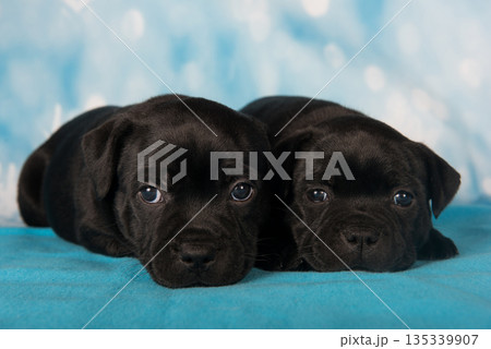 American Staffordshire Bull Terrier dogs puppies on blue background 135339907