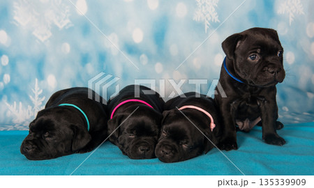 American Staffordshire Bull Terrier dogs puppies on blue background 135339909