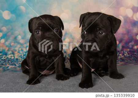 American Staffordshire Bull Terrier dogs puppies on blue background American Staffordshire Bull Terrier dogs puppies on blue background 135339910