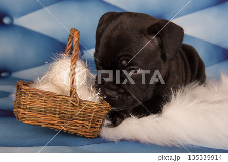 American Staffordshire Bull Terrier dog puppy on blue background American Staffordshire Bull Terrier dog puppy on blue background 135339914
