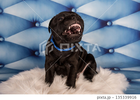 American Staffordshire Bull Terrier dog puppy on blue background American Staffordshire Bull Terrier dog puppy on blue background 135339916