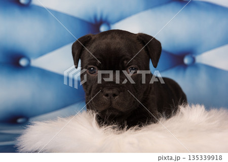 American Staffordshire Bull Terrier dog puppy on blue background American Staffordshire Bull Terrier dog puppy on blue background 135339918