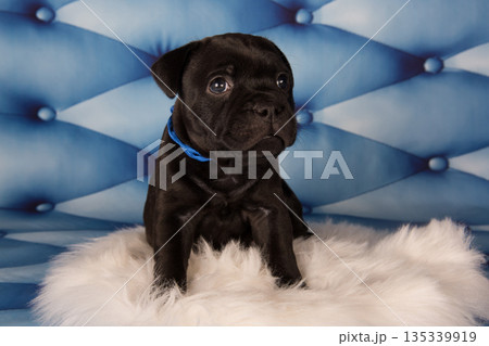 American Staffordshire Bull Terrier dog puppy on blue background American Staffordshire Bull Terrier dog puppy on blue background 135339919