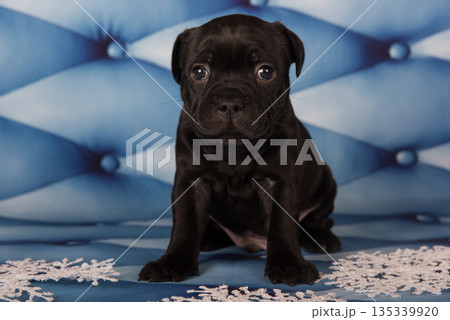 American Staffordshire Bull Terrier dog puppy on blue background American Staffordshire Bull Terrier dog puppy on blue background 135339920