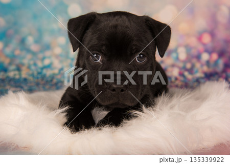 American Staffordshire Bull Terrier dog puppy on blue background American Staffordshire Bull Terrier dog puppy on blue background 135339922