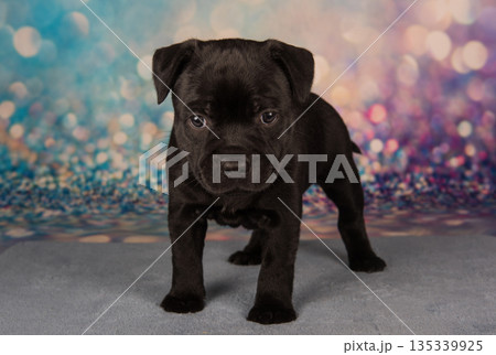 American Staffordshire Bull Terrier dog puppy on blue background American Staffordshire Bull Terrier dog puppy on blue background 135339925
