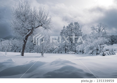 厳冬期の裏磐梯の雪景色 厳冬期の裏磐梯の雪景色 135339959