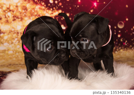 American Staffordshire Bull Terrier dogs puppies on red background 135340136