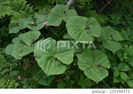 信州栂池自然園で見た大きな三枚の葉の中心に咲く小さな暗紫色の花が可愛いエンレイソウの群生 135340373