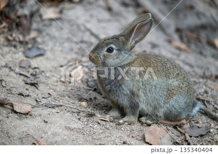 ウサギの楽園 大久野島 135340404