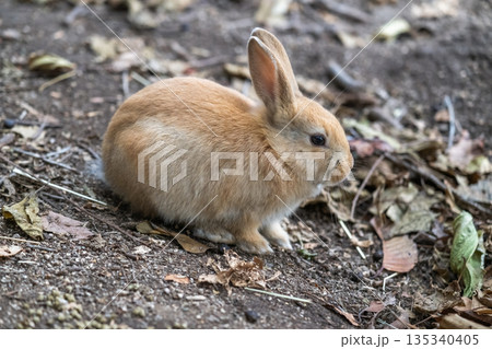 ウサギの楽園 大久野島 135340405