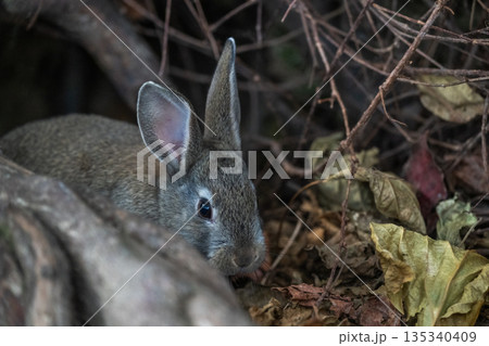 ウサギの楽園 大久野島 ウサギの楽園 大久野島 135340409