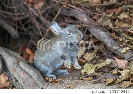 ウサギの楽園 大久野島 135340413