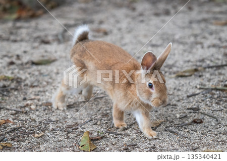 ウサギの楽園 大久野島 ウサギの楽園 大久野島 135340421