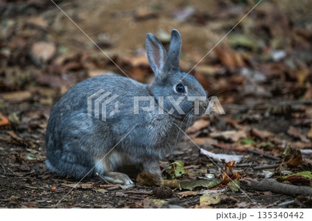 ウサギの楽園 大久野島 ウサギの楽園 大久野島 135340442