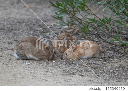 ウサギの楽園 大久野島 135340450