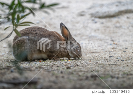 ウサギの楽園 大久野島 ウサギの楽園 大久野島 135340456