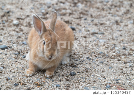 ウサギの楽園 大久野島 ウサギの楽園 大久野島 135340457
