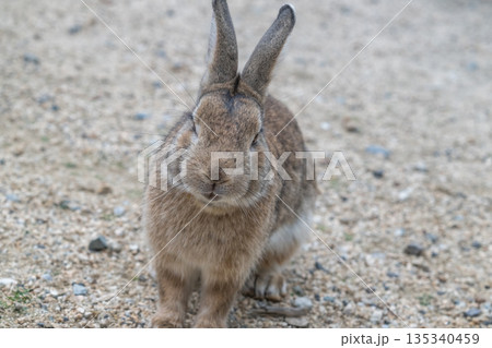ウサギの楽園 大久野島 135340459