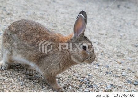 ウサギの楽園 大久野島 135340460