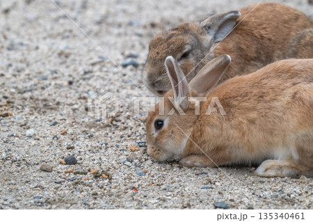 ウサギの楽園 大久野島 135340461
