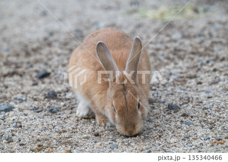 ウサギの楽園 大久野島 135340466