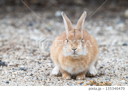 ウサギの楽園 大久野島 135340470