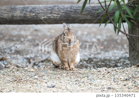 ウサギの楽園 大久野島 ウサギの楽園 大久野島 135340471
